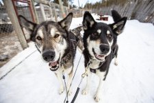 Harriniva Hotels & Safaris Huskies