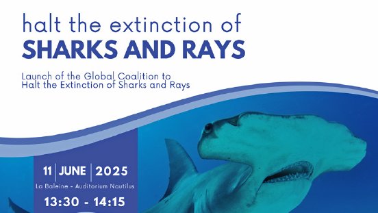 coaltion-haltsharkrayextinction-org-75-800x450px.jpg