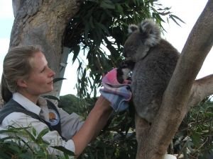 koala_joey_-_encouraging_adoption_in_the_nursery.jpg