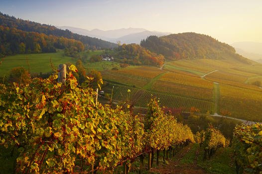 markgraeflerland_schwarzwald_castellberg_herbststimmung_large.jpg