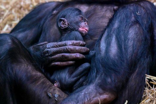 Bonobo 2 (1).jpg