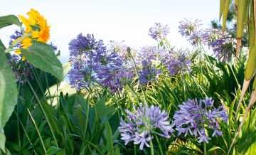 Garteninsel Madeira Homepage.jpg