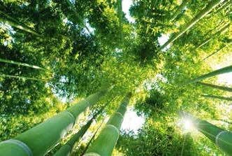 Bambus.png