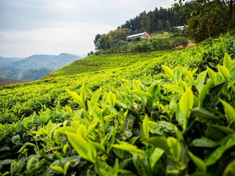 Karongi-Tea-Estate_Ruanda.jpg