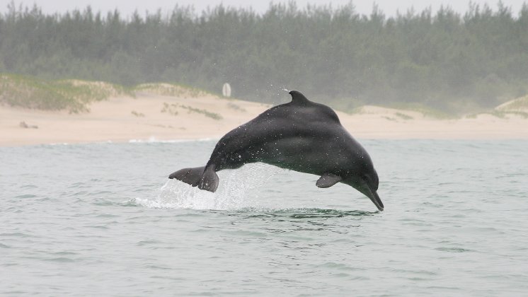 Bleifarbener-Delfin-springt-vor-der-Kueste-von-Brett-Atkins.jpg