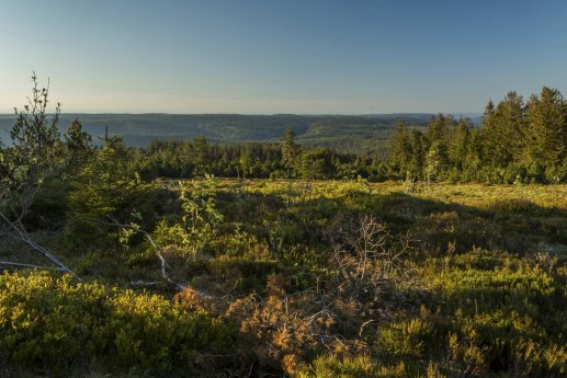 Morgenstimmung_auf_den_Grinden_am_Schliffkopf__c__Luis_Scheuermann__Nationalpark_Schwarzwald_.jpg