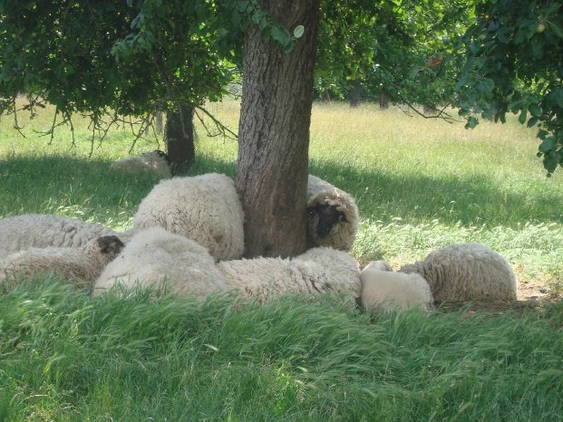 Schafe unter einem Baum_Foto Bärbel Lahntroch.jpg