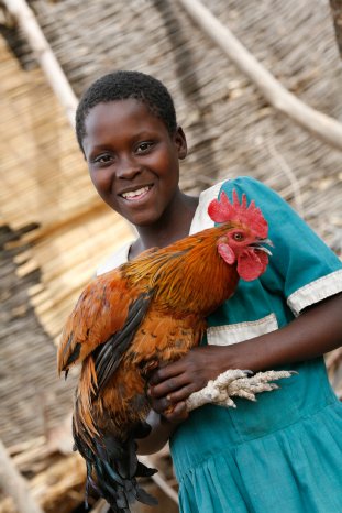 worldvision_chicken.jpg