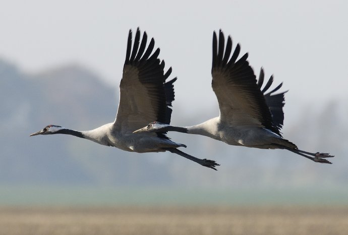 Kraniche im Flug.jpg