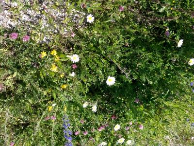 Schön wild: Zur Förderung der Artenvielfalt ziert die Außenanlagen der BKK ProVita-Hauptverwaltung eine ökologisch wertvolle Wildblumen-Ansaat.