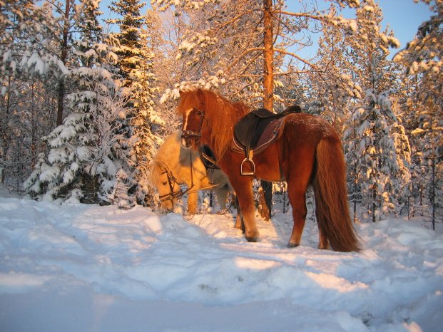 Isländer im Schnee Cold Spirit.jpg