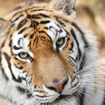 350-03-Amur-Tiger-Panthera-tigris-altaica-_c_-Dmitry-Neumoin-WWF.jpg