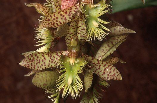 Catasetum_barbatum_orchidaceae.jpg