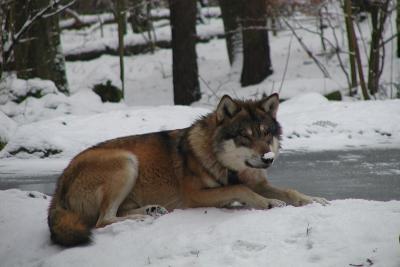 Wolf im Winter. Foto: Wildpark-MV