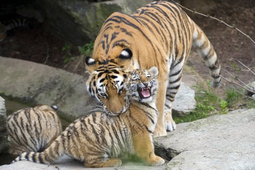 Tiger Familienetage 2.jpg