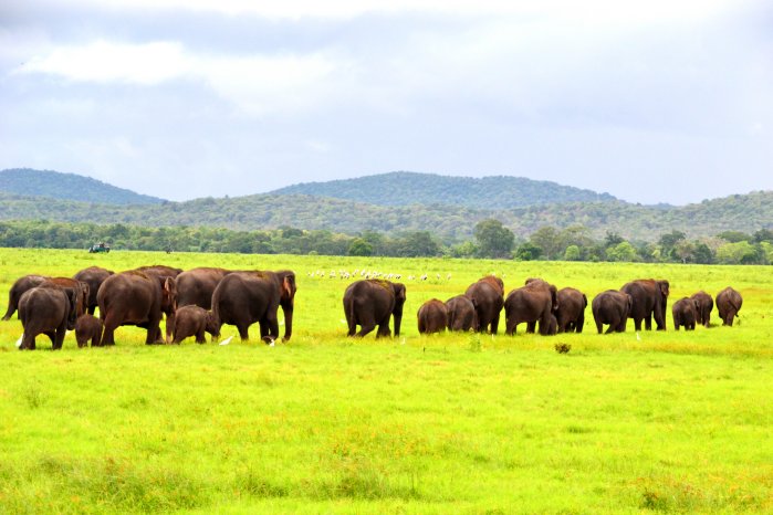 Sri_Lanka_Kaudulla_Nationalpark.jpg