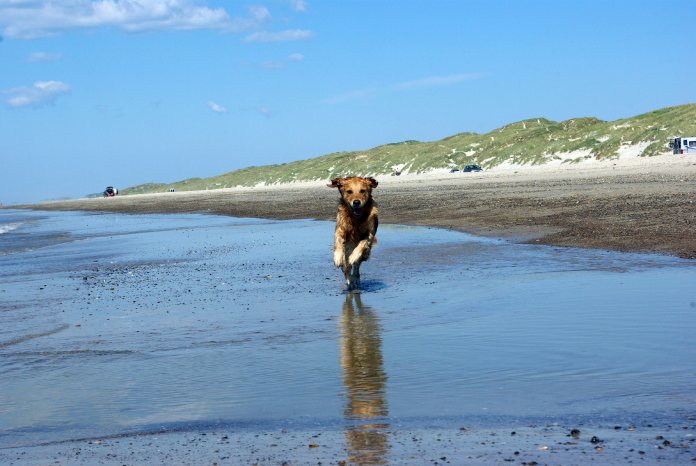 Strandhund.jpg