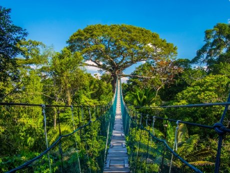Canopy Walkway_Tambopata Nationalpark.jpg