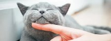 Katze wird gestreichelt