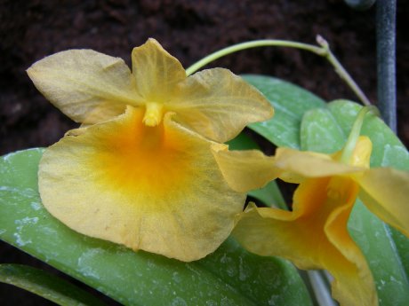 Orchidee.JPG