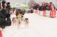 Oberharzer Schlittenhunde Adventure am Samstag, dem 10. Februar und Sonntag,  dem 11. Februar 2024  in Clausthal-Zellerfeld