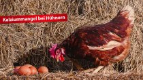 Kalziummangel bei Hühnern