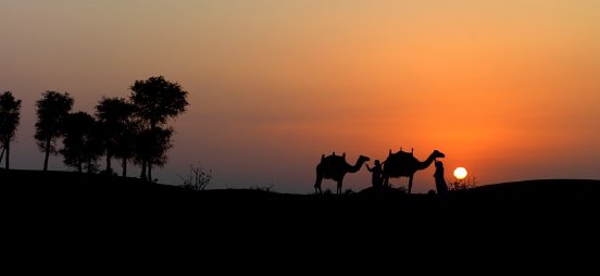 Ras Al Khaimah - Camels during sunset.jpg