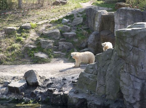 Mutig hat der Eisbaernachwuchs den grossen Felsen erklommen - Foto Erlebnis-Zoo Hannover.jpg