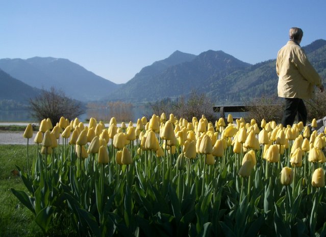 160316_Kögel_TulpenimKurpark_Schliersee.jpg