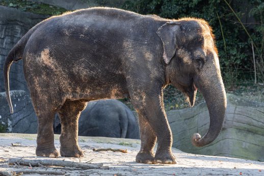 LS_Shandra im Tierpark Hagenbeck.jpg