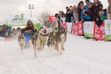 Oberharzer Schlittenhunde Adventure © Jonathan Rode