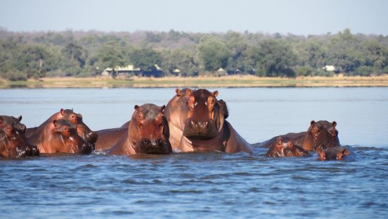 Sambia Lower Zambezi Flusspferde P6181443 ©HB-Karawane.JPG