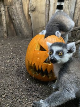 Boo at the Zoo_ (c) Neunkircher Zoo.jpeg