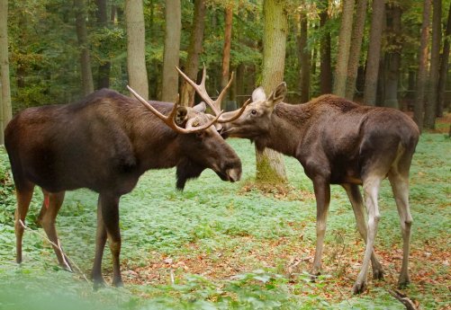 Auch_das_Elchpaar_wird_bei_der_Führung_zur_Brunft_im_Wildpark_Schwarze_Berge_besucht.JPG