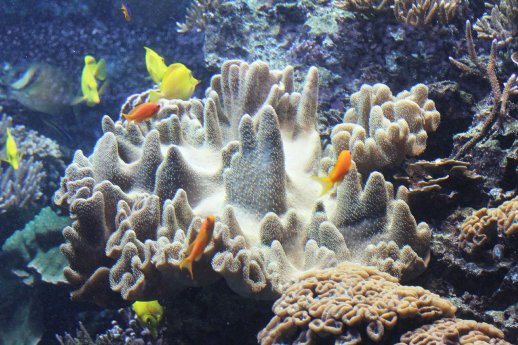 Lederkoralle_Korallensaumriff im Tropen-Aquarium Hagenbeck_GB (3).jpg