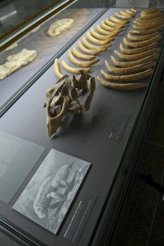 Fossiles Skelett einer Sehkuh_Museum Wiesbaden_Bernd Fickert.jpg