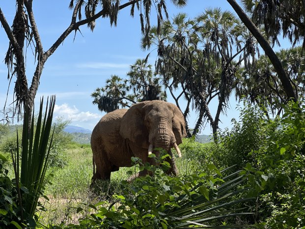 Elefant am Bedroom Camp (c) Claire Zaiser, Karawane.jpeg
