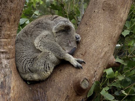 Karawane_Koala_original_R_K_by_Dieter Schütz_pixelio.de.jpg