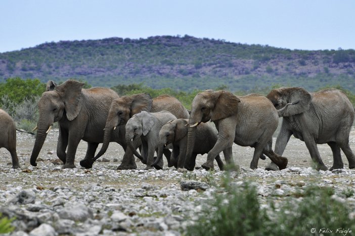 ElefantenBotwana(c)FelixFaigle,KarawaneReisen.jpg
