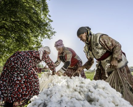 Verpacken der gepflückten Baumwolle für den Transport vom Feld Anbauprojekt Kirgistan©Bild .jpg