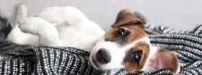 Hund liegt im Bett