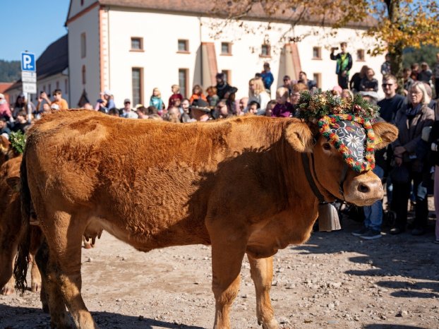 Oberried_Almabtrieb_Viehabtrieb%20%C2%A9%20Schwarzwald%20Tourismus%20%286%29low-1334x1000.jpg