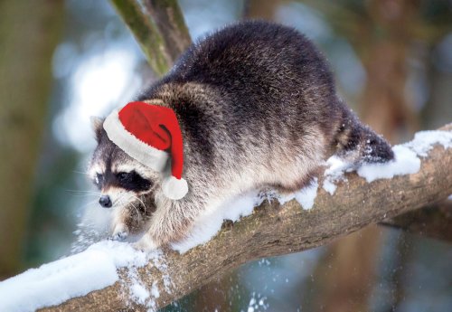 Weihnachtswaschbär hat Geschenktipps aus dem Wildaprk Schwarze Berge.jpg