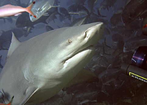 Bullenhai Fidschi MPB Terry Goos.jpg