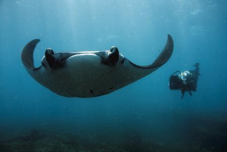 Manta-Rochen vor Mozambique