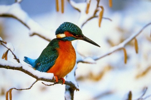 Tierbeobachtungen ZUK Eisvogel c Rudolf Schmidt.jpg