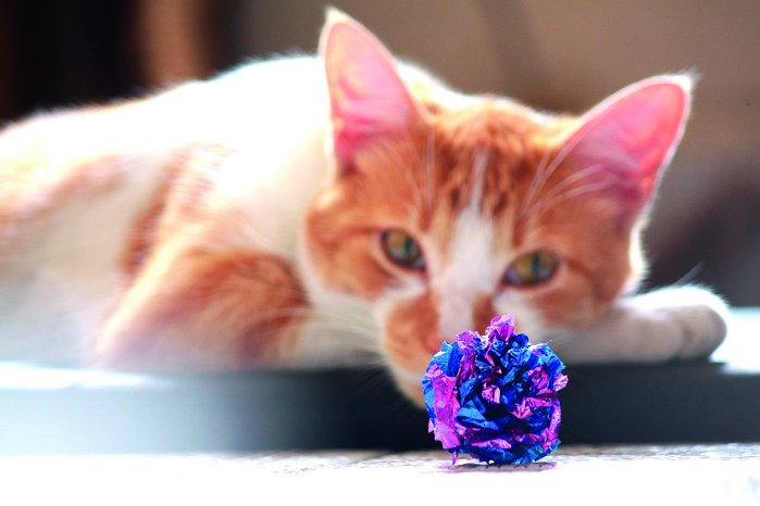 Solensia Orange White Cat With Crinkle Cut Toy Smaller File .jpg