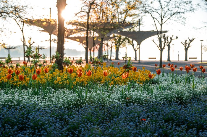 Konstanz-Stadtgarten-Bluete-Sonnenaufgang-01_Copyright_MTK-Christoph-Partsch.jpg