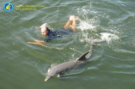 DRC Blindfolded Imitation_Copyrights Dolphin Research Center, Kara Pascucci - low res.jpg