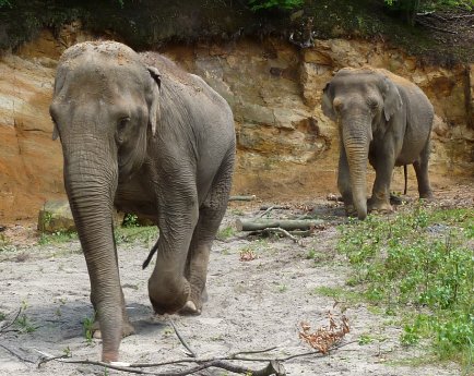 Die Asiatischen Elefanten im Neunkircher Zoo sind auch wieder mit von der Partie bei der Sü.JPG